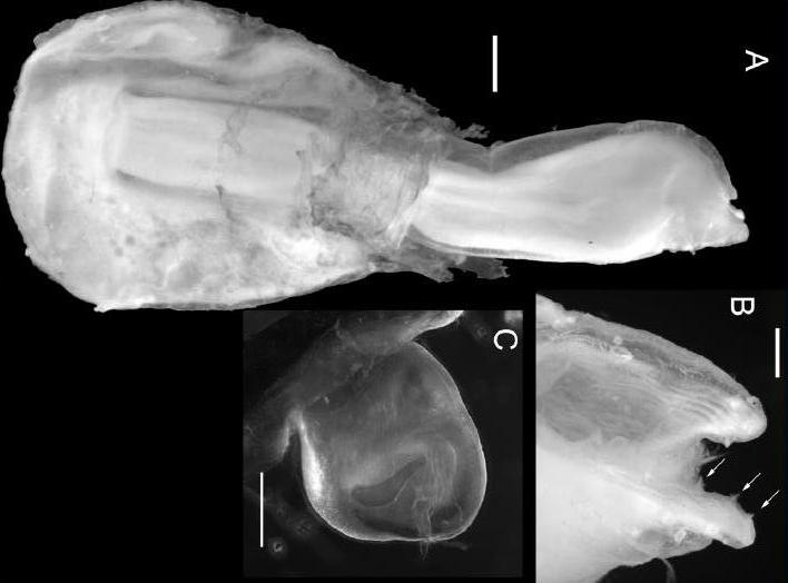 Представитель Семейства Koleolepadidae